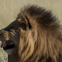 Male Lion