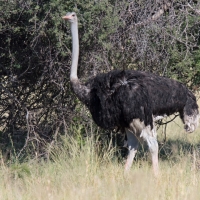 Ostrich