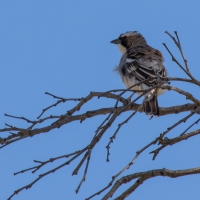 White-browed sparrow-weaver