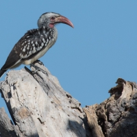 Red-billed hornbill