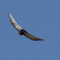 Bateleur