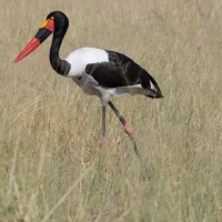 Saddle-billed stork