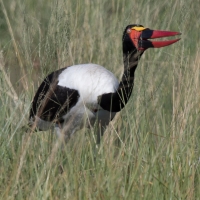 Saddle-billed stork