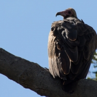 Hooded vulture