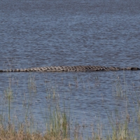 Crocodile