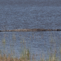 Crocodile