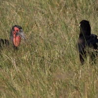 Ground hornbill