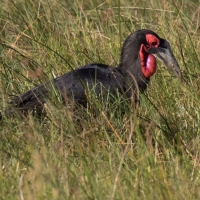 Ground hornbill