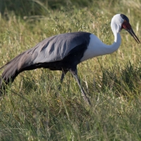 Wattled crane