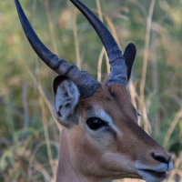 Impala Buck