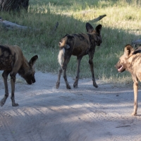 African Wild Dog