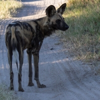 African Wild Dog