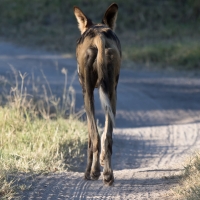 African Wild Dog