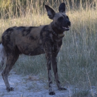 African Wild Dog