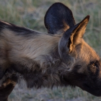 African Wild Dog