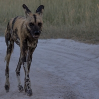 African Wild Dog