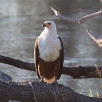 African Fish Eagle