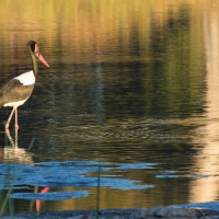 Saddle-billed stork