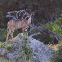 Kudu