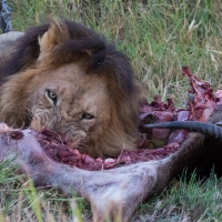 Lion and Lioness having a meal