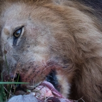 Lion and Lioness having a meal