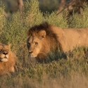 Lion and Lioness