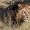 Male Lion