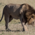 Male Lion