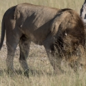 Male Lion