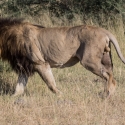 Male Lion