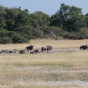 Wildebeest and Warthog