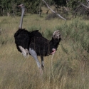 Ostrich