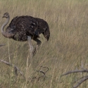 Ostrich