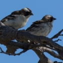 White-browed sparrow-weaver