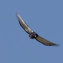 Bateleur