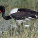 Saddle-billed stork