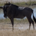 Wildebeest