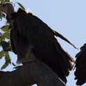 Hooded vulture