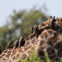 Oxpeckers