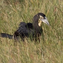 Ground hornbill