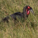 Ground hornbill