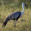 Wattled Crane