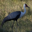 Wattled crane