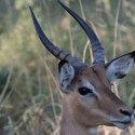 Impala Buck