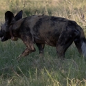 African Wild Dog