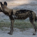 African Wild Dog