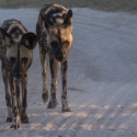 African Wild Dog