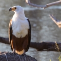 African Fish Eagle