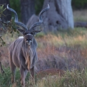 Kudu