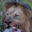 Lion and Lioness having a meal